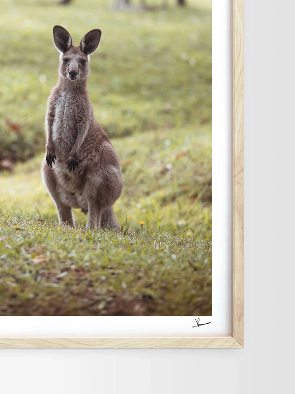 Kangaroos 02 (South West Rocks, NSW) - Wall Art Print