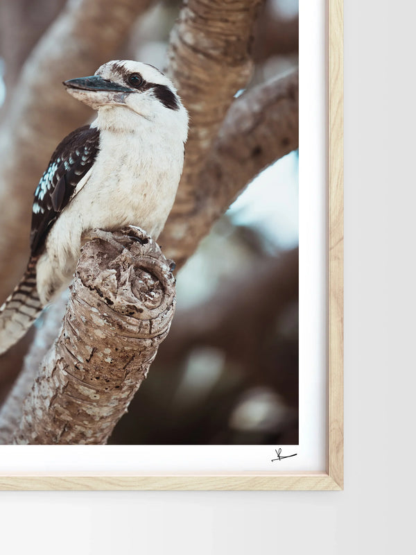 Kookaburra 02 - Wildlife Wall Art Print