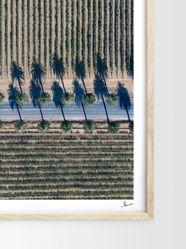 Seppeltsfield Road 04 – Barossa Valley Wall Art Print
