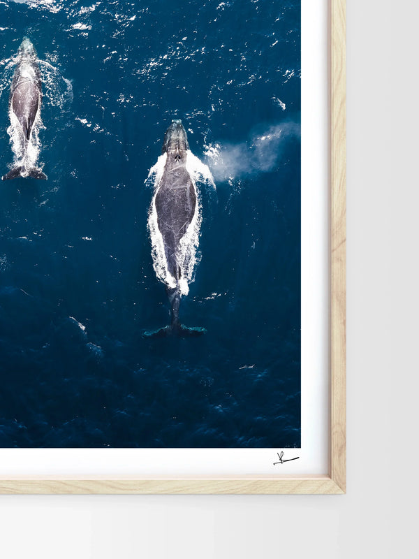 Whales 01 (Maroubra) - Wall Art Print