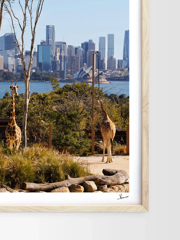 Taronga 02 - Wall Art Print
