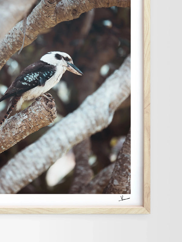 Kookaburra 01 - Wildlife Wall Art Print