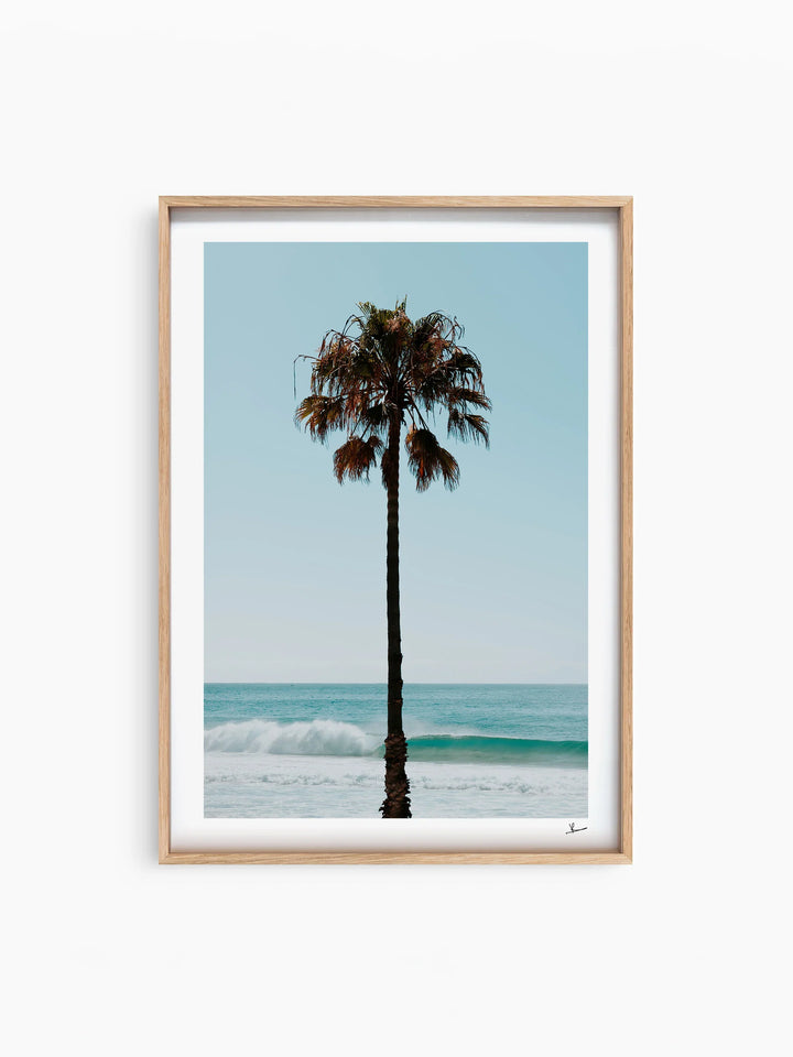 Palm Tree 01 (Whale Beach) - Wall Art Print