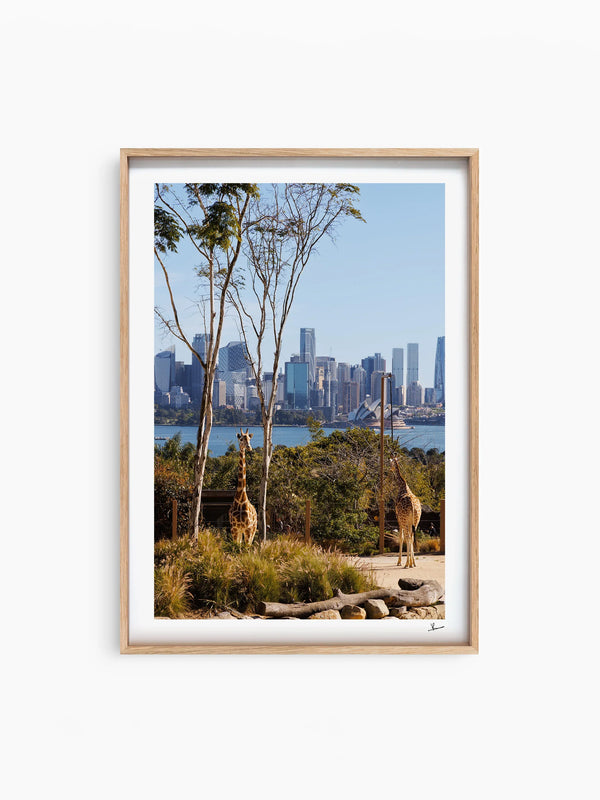 Taronga 02 - Wall Art Print