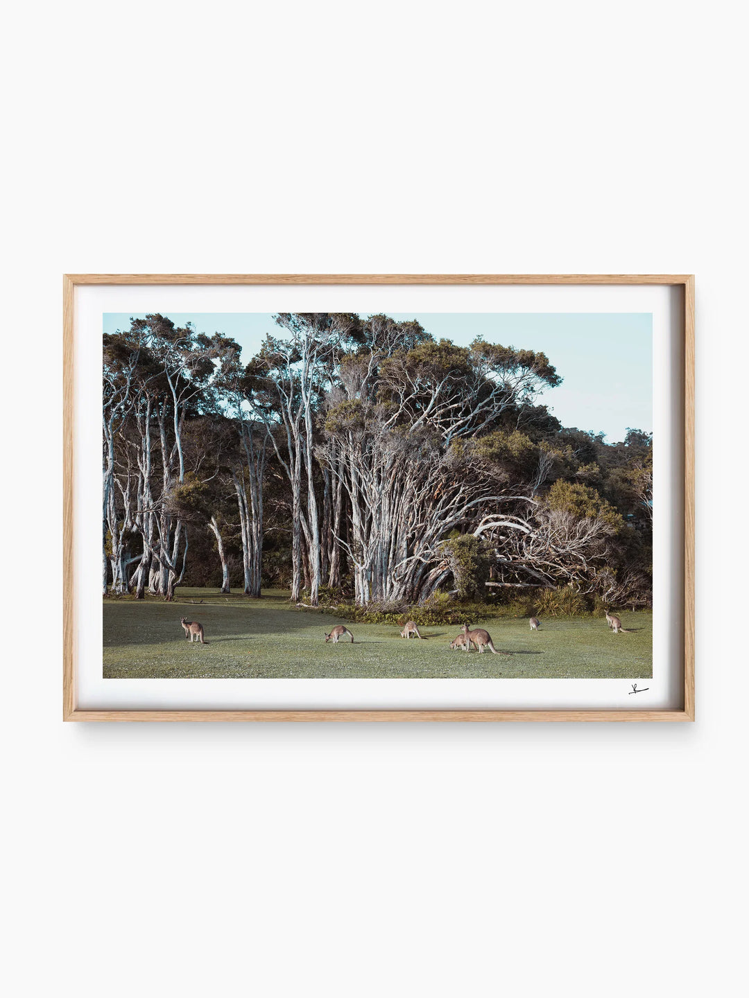 Kangaroos 01 (Little Bay Beach, NSW) - Wall Art Print