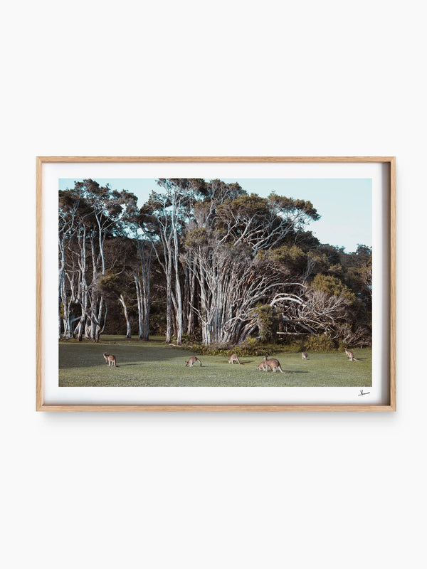 Kangaroos 01 (Little Bay Beach, NSW) - Wall Art Print