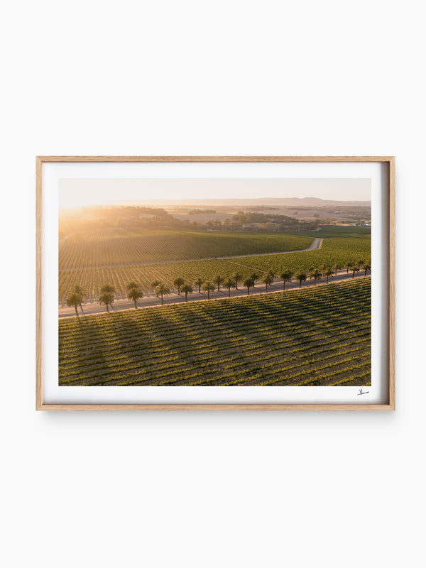 Barossa Valley Sunrise 03 – South Australia Wall Art Print