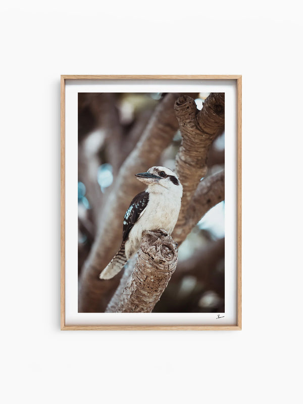 Kookaburra 02 - Wildlife Wall Art Print