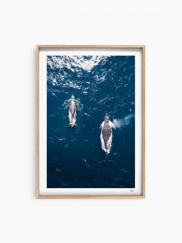 Whales 01 (Maroubra) - Wall Art Print