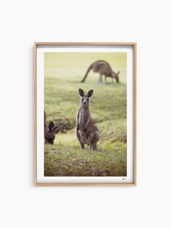 Kangaroos 02 (South West Rocks, NSW) - Wall Art Print