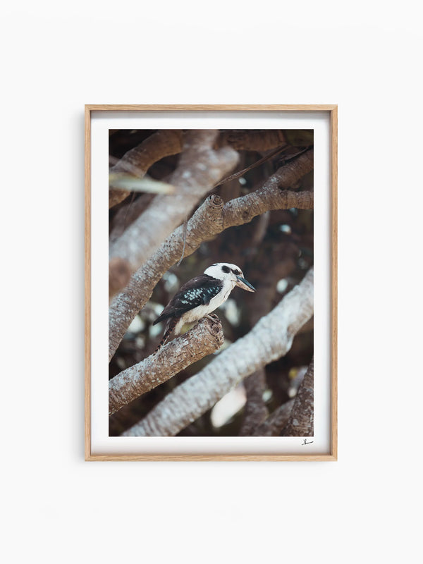 Kookaburra 01 - Wildlife Wall Art Print