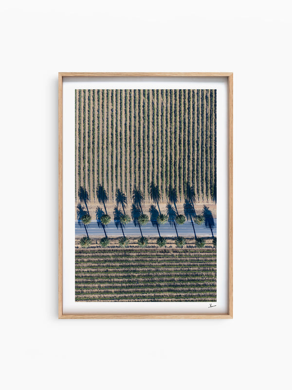 Seppeltsfield Road 04 – Barossa Valley Wall Art Print