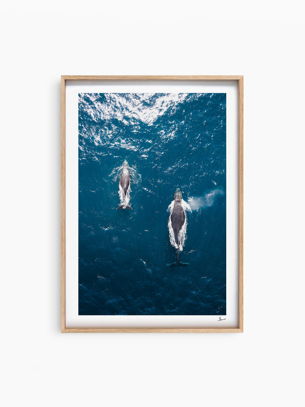 Whales 01 - Sydney — wall art print in ShadowBox Raw Wood frame · Australia Unseen