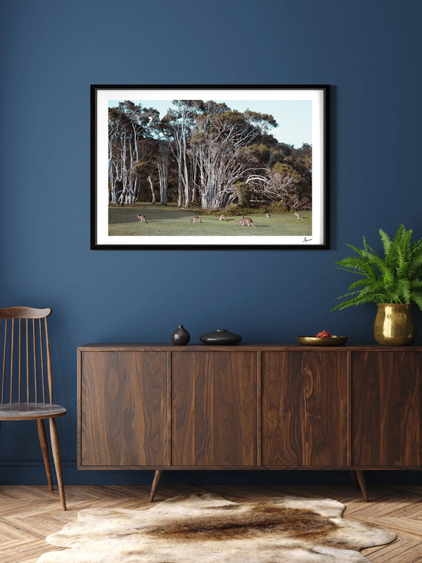 Kangaroos 01 (Little Bay Beach, NSW) - Wall Art Print