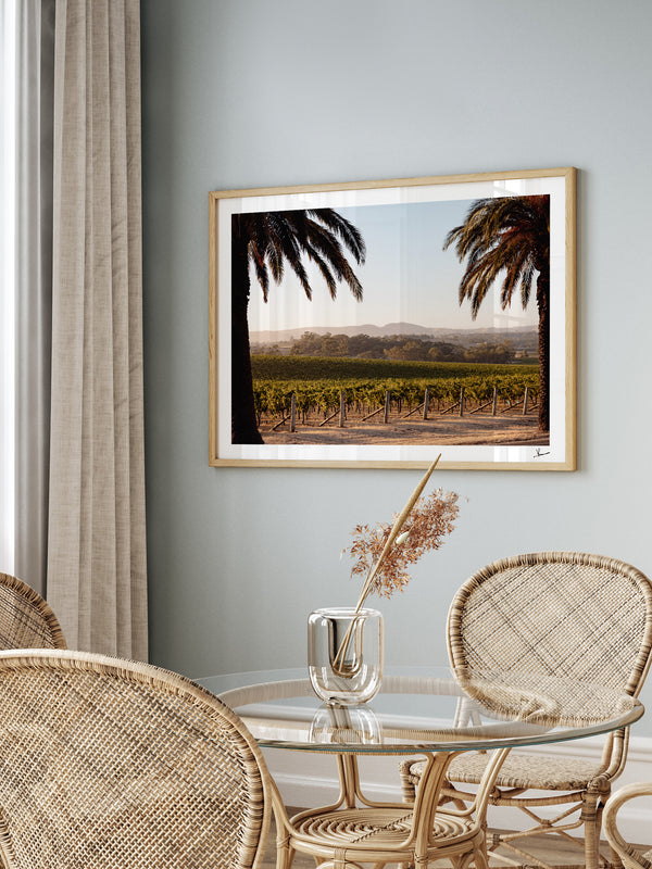 Barossa Vineyard 01 – South Australia Wall Art Print
