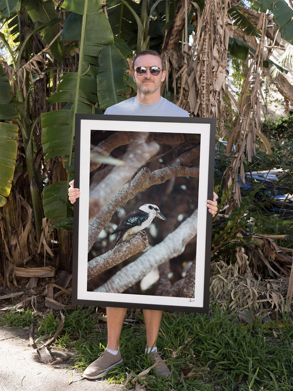 Kookaburra 01 - Wildlife Wall Art Print