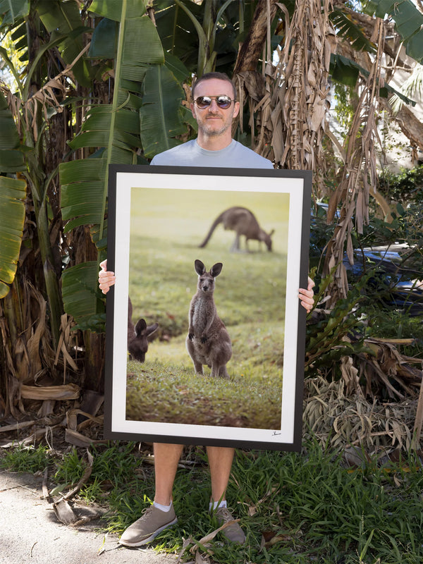 Kangaroos 02 (South West Rocks, NSW) - Wall Art Print