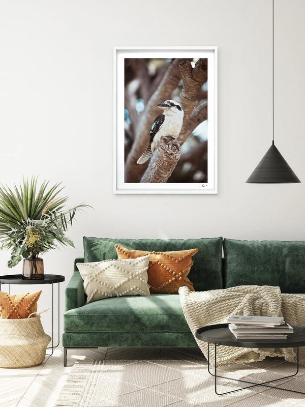 Kookaburra 02 - Wildlife Wall Art Print