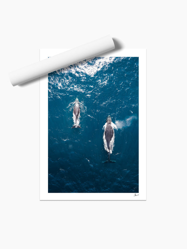 Whales 01 - Sydney — unframed wall art print · Australia Unseen