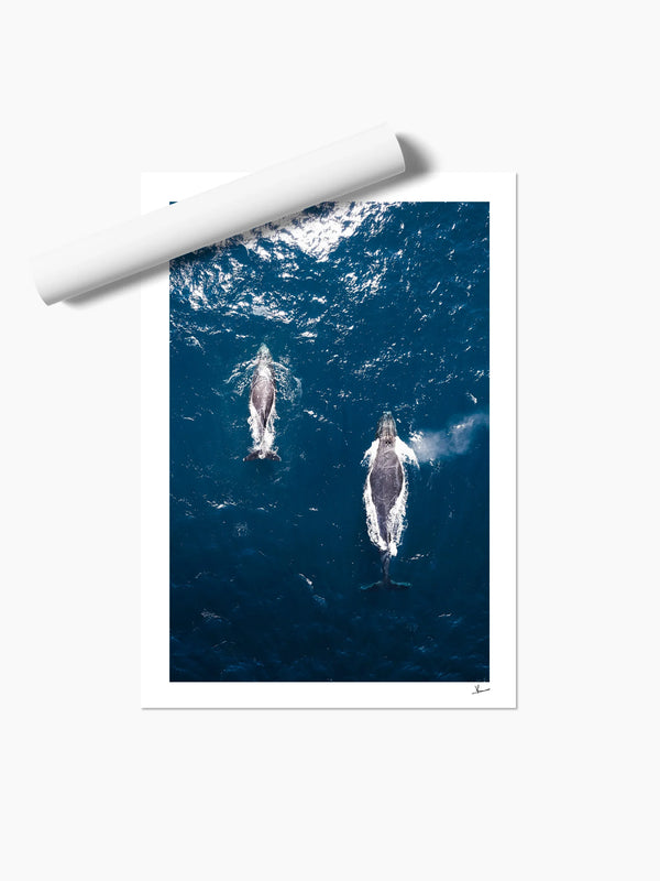 Whales 01 (Maroubra) - Wall Art Print