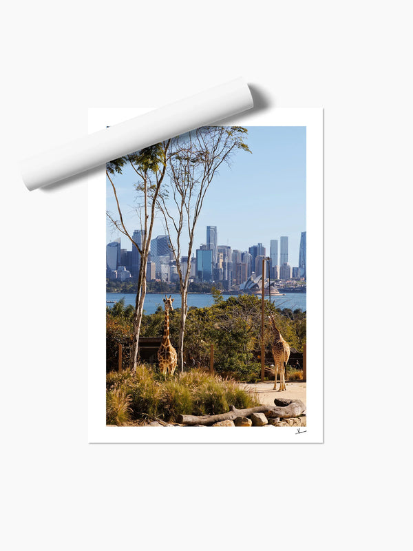 Taronga 02 - Wall Art Print