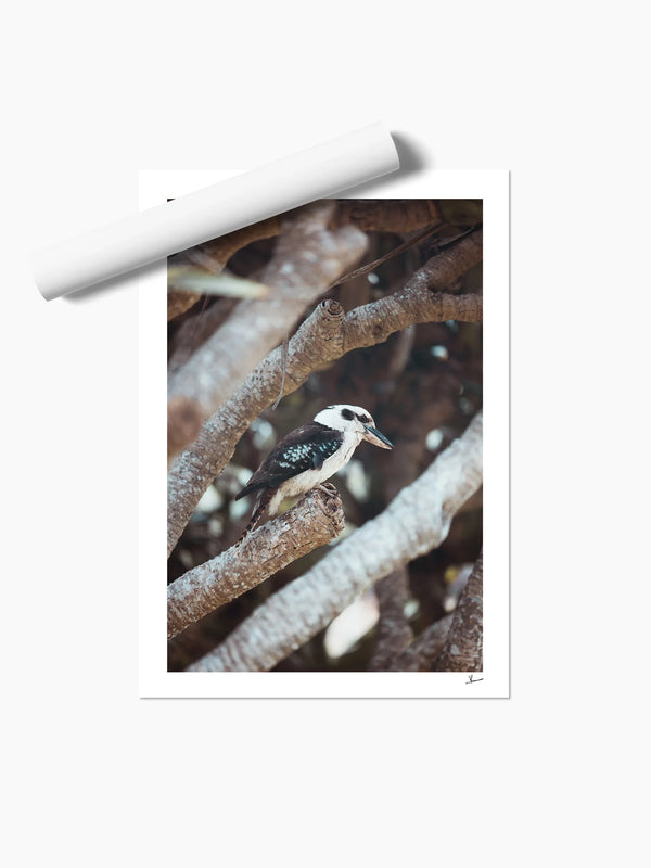 Kookaburra 01 - Wildlife Wall Art Print