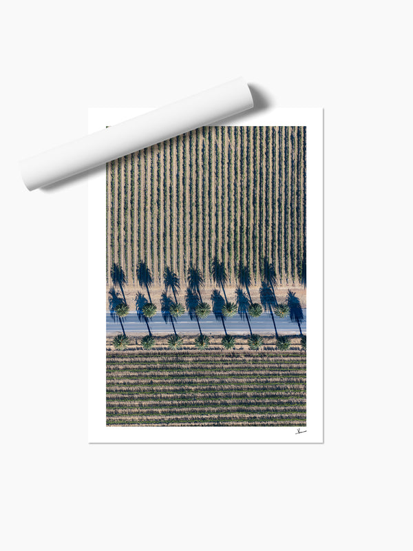 Seppeltsfield Road 04 – Barossa Valley Wall Art Print