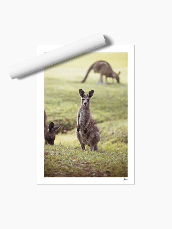 Kangaroos 02 (South West Rocks, NSW) - Wall Art Print