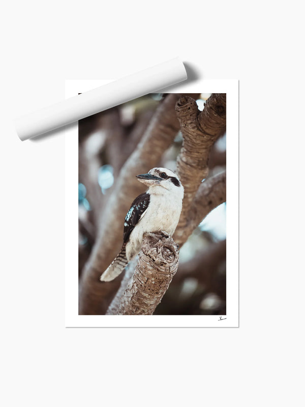 Kookaburra 02 - Wildlife Wall Art Print