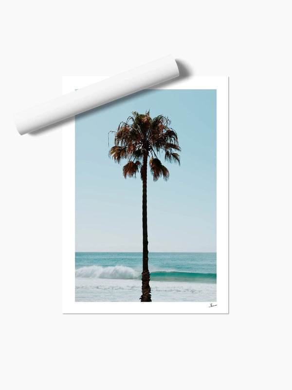 Palm Tree 01 (Whale Beach) - Wall Art Print