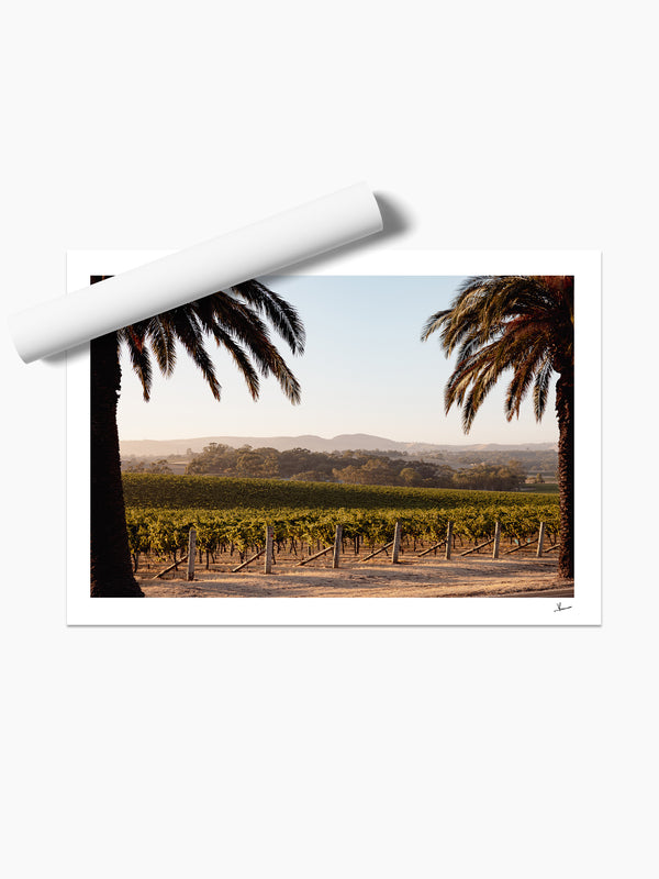 Barossa Vineyard 01 – South Australia Wall Art Print