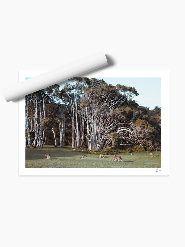 Kangaroos 01 (Little Bay Beach, NSW) - Wall Art Print