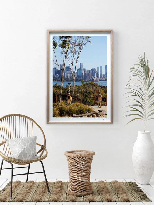 Taronga 02 - Wall Art Print