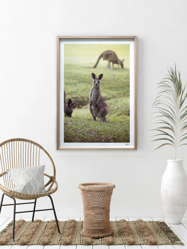 Kangaroos 02 (South West Rocks, NSW) - Wall Art Print