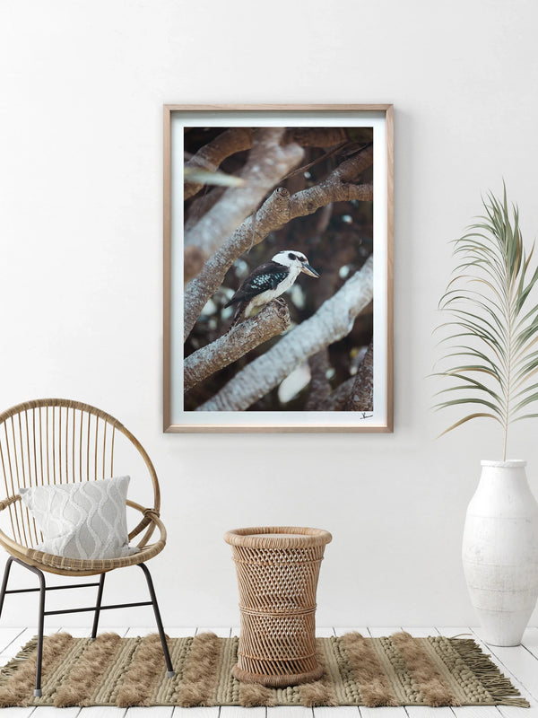 Kookaburra 01 - Wildlife Wall Art Print
