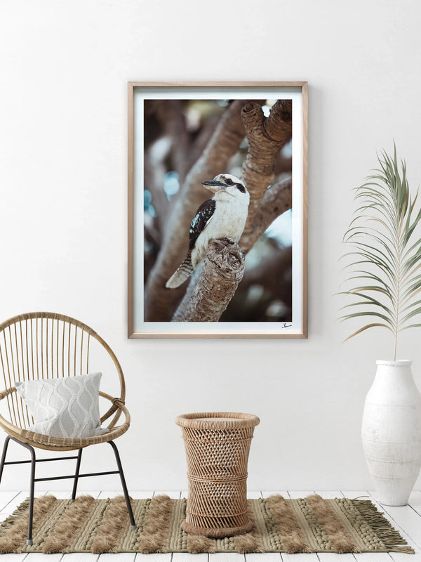 Kookaburra 02 - Wildlife Wall Art Print