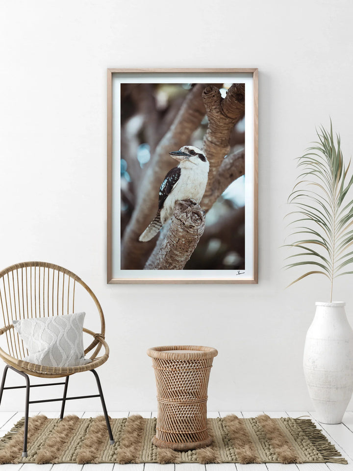 Kookaburra 02 - Wildlife Wall Art Print