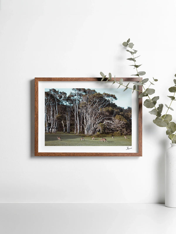 Kangaroos 01 (Little Bay Beach, NSW) - Wall Art Print