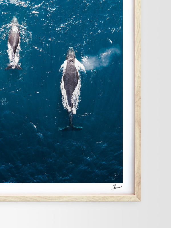 Whales 01 - Sydney — framed wall art print styled in a room · Australia Unseen