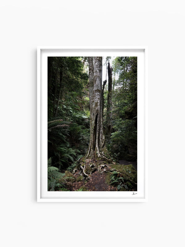 Blue Mountains 01 - Grand Canyon - Wall Art Print - Australia Unseen