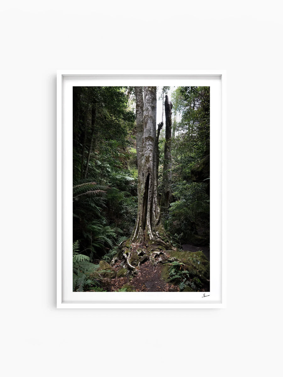 Blue Mountains 01 - Fine Art Print – Australia Unseen