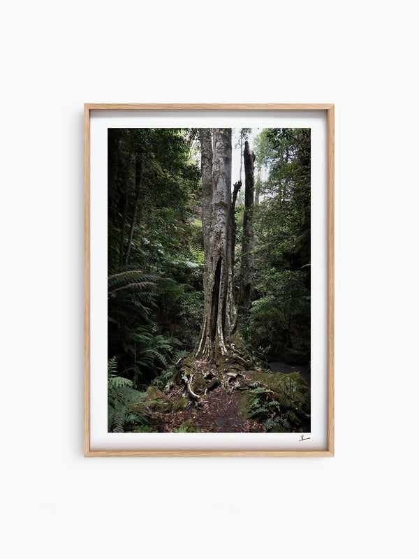 Blue Mountains 01 - Grand Canyon - Wall Art Print - Australia Unseen