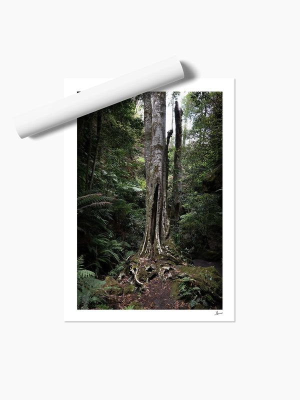 Blue Mountains 01 - Grand Canyon - Wall Art Print - Australia Unseen