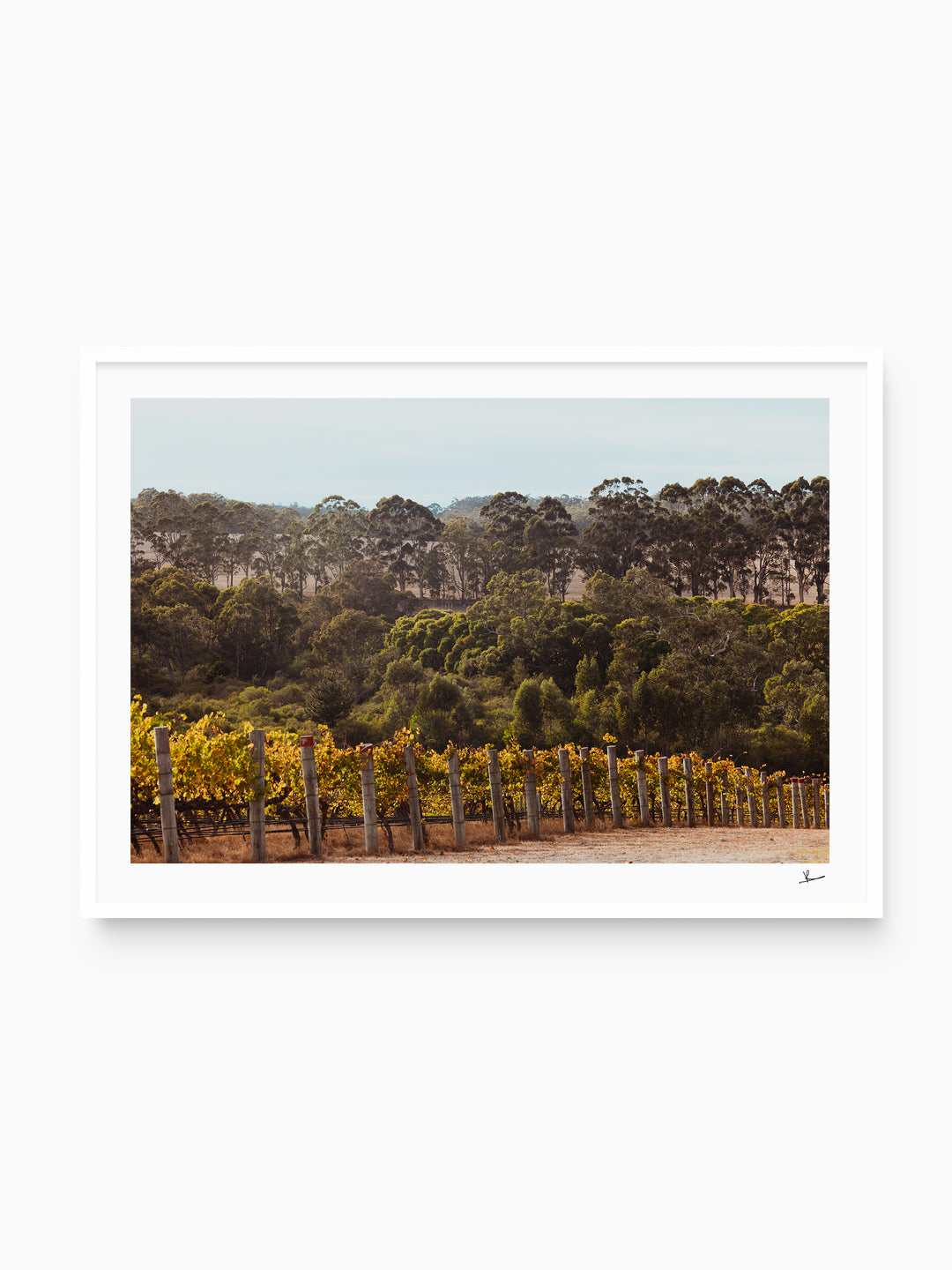 Cape Mentelle Winery 01 - Wall Art Print - Australia Unseen