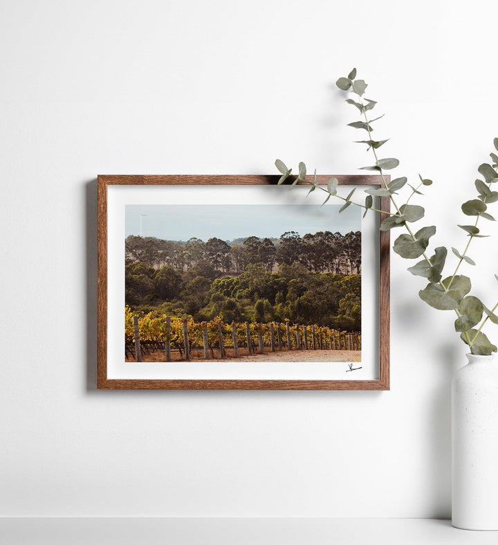 Cape Mentelle Winery 01 - Wall Art Print - Australia Unseen