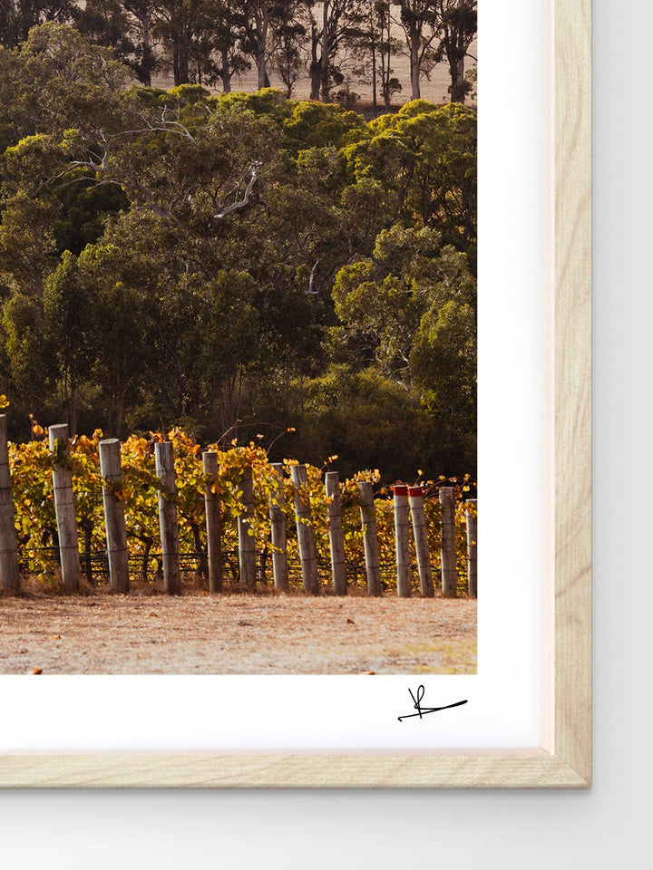 Cape Mentelle Winery 01 - Wall Art Print - Australia Unseen