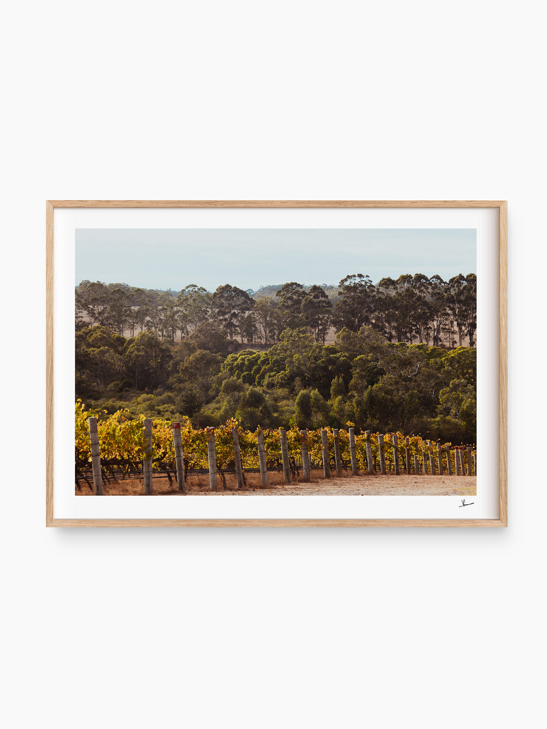Cape Mentelle Winery 01 - Wall Art Print - Australia Unseen
