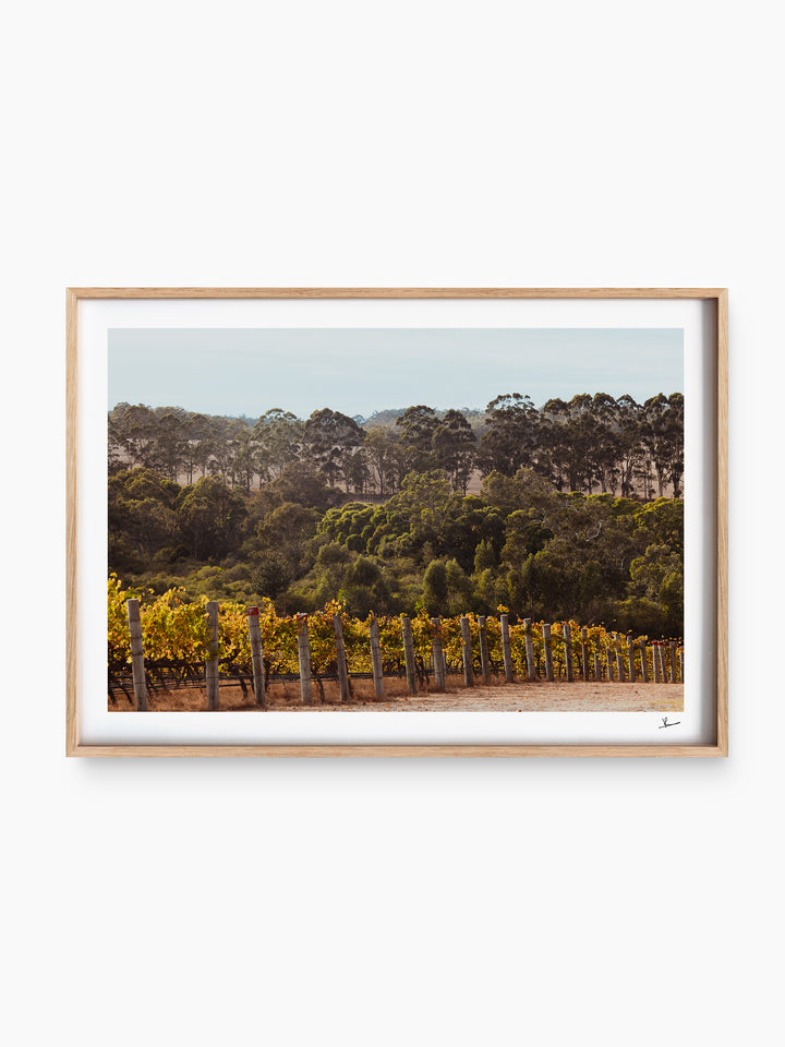 Cape Mentelle Winery 01 - Wall Art Print - Australia Unseen