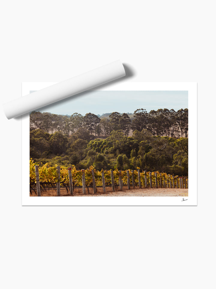 Cape Mentelle Winery 01 - Wall Art Print - Australia Unseen