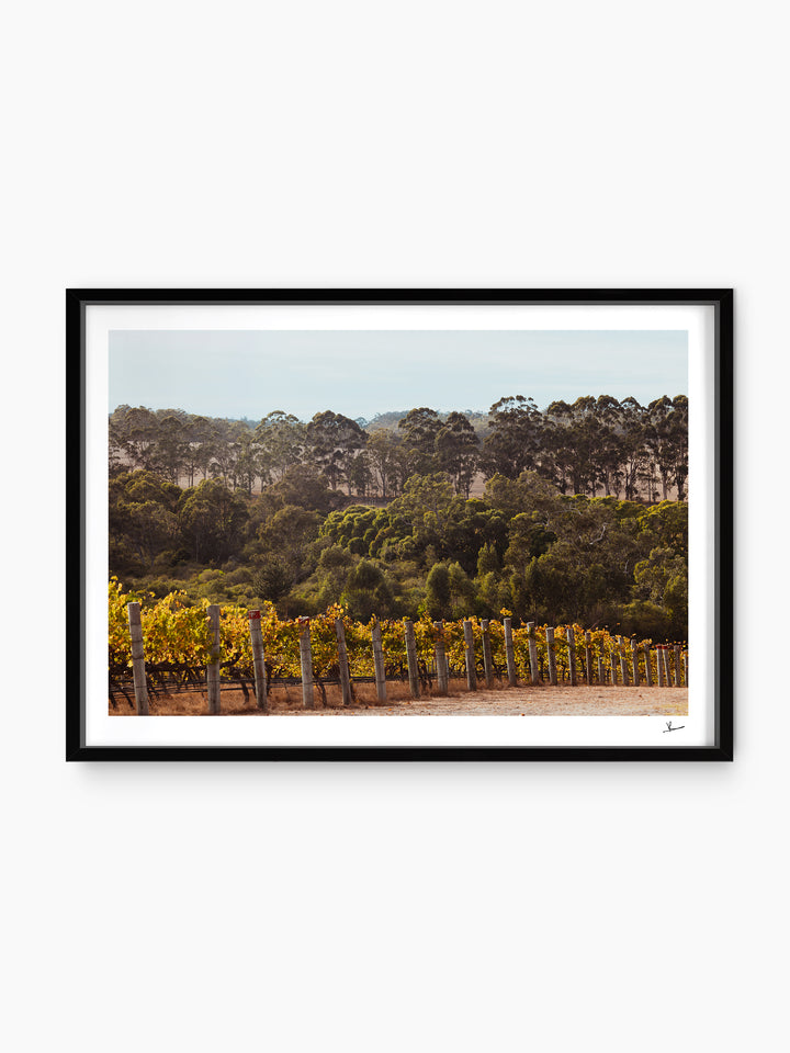 Cape Mentelle Winery 01 - Wall Art Print - Australia Unseen